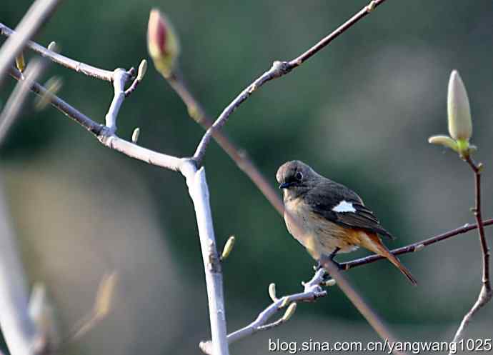 第一场春雨之后 wbr3