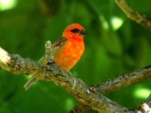 极品红色鸟类：红艳织雀