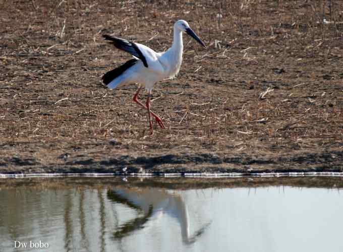 南海子再会白老鹳 南海子再会白老鹳