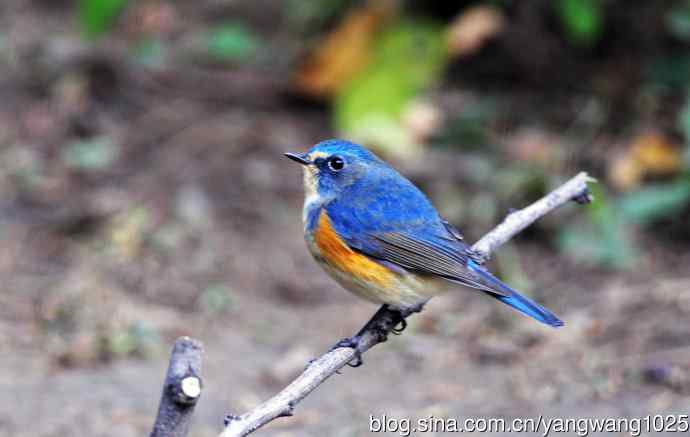 北京天坛公园的鸟类——雄性红胁蓝尾鸲（19）