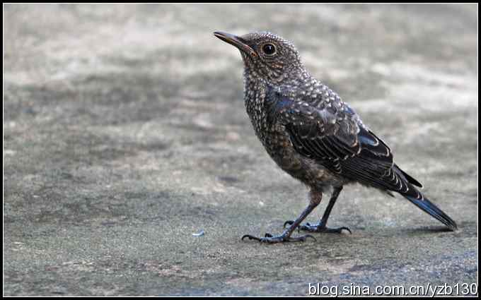 金海湖的鸟（3）鈥斺斃俄娥矗ㄗ橥迹