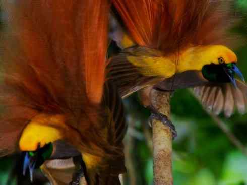 美丽无罪:雀鸟之极乐鸟 美丽无罪:雀鸟之极乐鸟