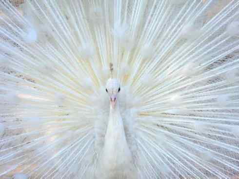 凤凰：传说中的鸟原型探秘（孔雀）