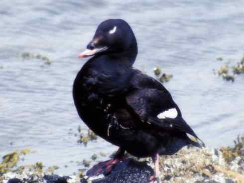 鸟类之最:欧绒鸭 鸟类之最:欧绒鸭