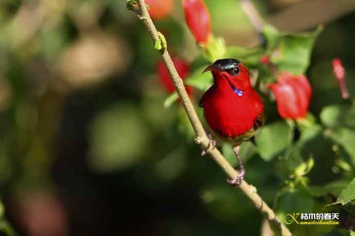 西双版纳拍鸟：黄腰太阳鸟