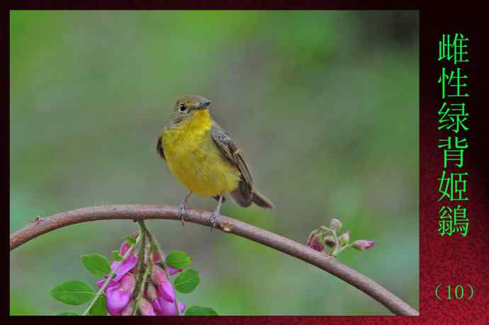 雌性绿背姬鶲（10）