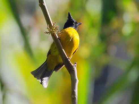 家禽驯化之源之三十（红耳鹎、领雀嘴鹎）