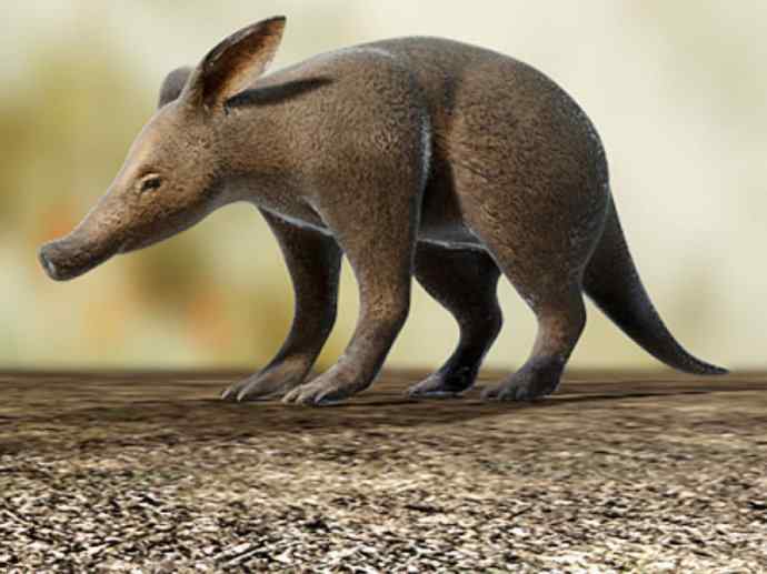 盘点十二大著名食蚁动物：土豚