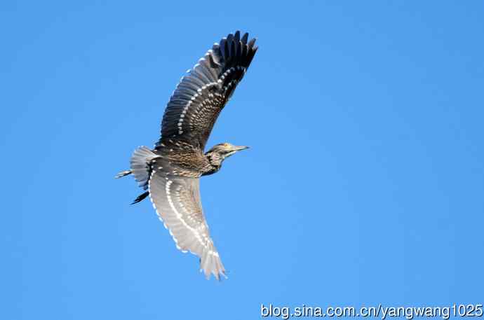 飞(夜鹭)76 飞(夜鹭)76