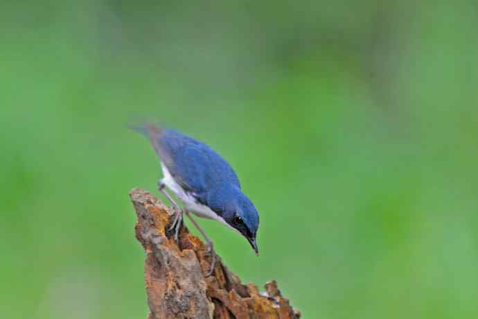 雄性蓝歌鸲（12）