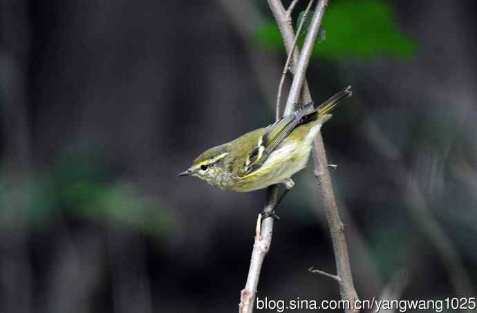 黄眉柳莺（22）