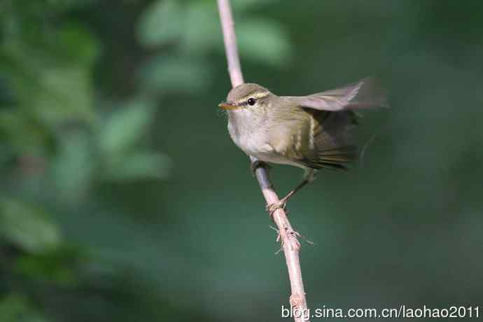 双斑绿柳莺和黄腰柳莺 双斑绿柳莺和黄腰柳莺