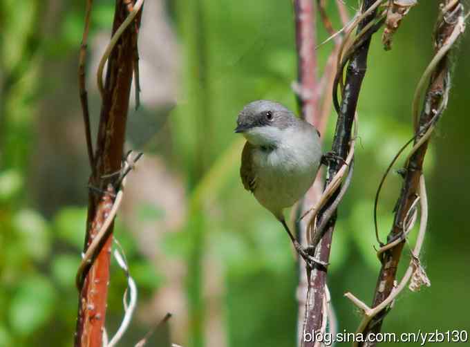 不常见的白喉林莺(组图,6张图片) 不常见的白喉林莺(组图,6张图片)