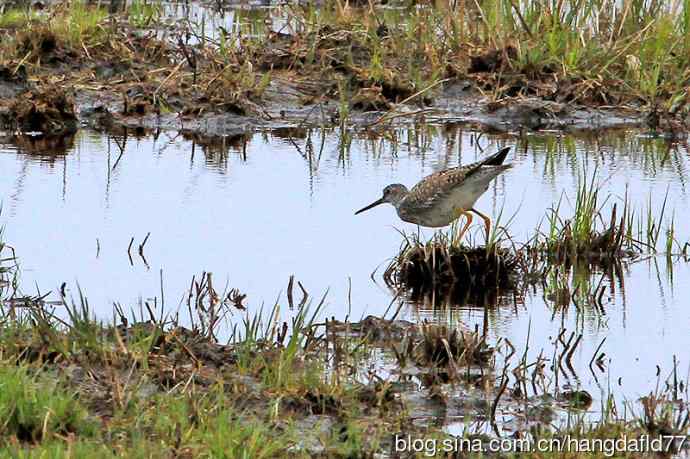 美国鸟类摄影——大黄脚鹬