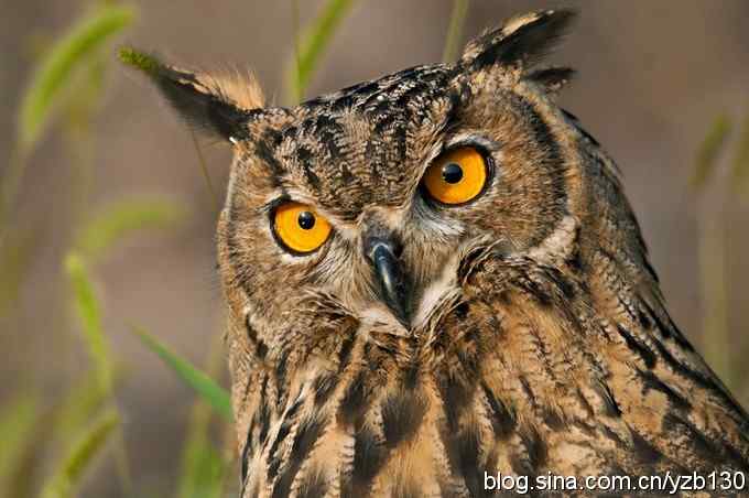 终于拍到大雕神猫了鈥斺敱贝骱有菁俚谒摹⑽逄欤ㄗ橥迹18张图片）