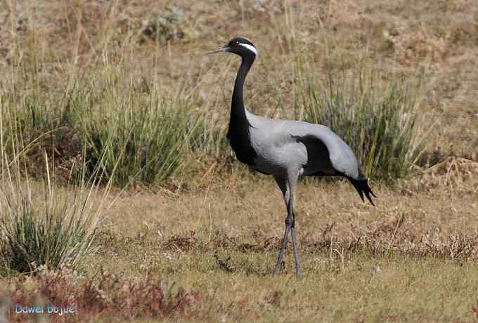 达里诺尔湖的蓑羽鹤