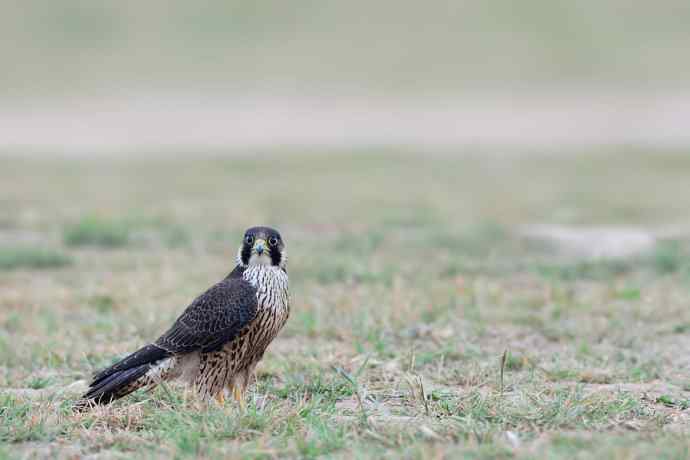 伍猛登科鈥斺斅涞匕嬷写笮兔颓