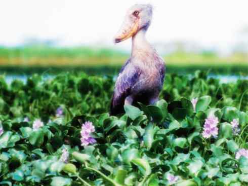 猎奇：奇特的鸟喙之一