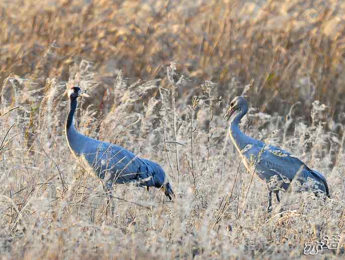 官厅水库&nbsp;wbr路&nbsp;wbr灰鹤