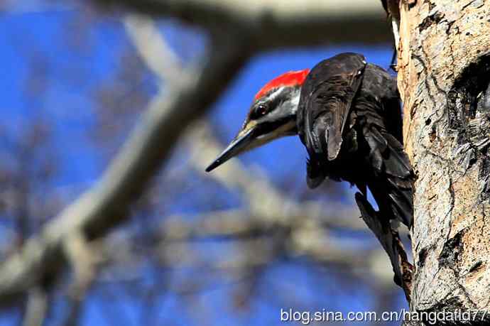 红冠啄木鸟（2）