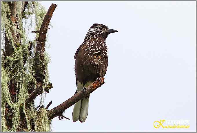 记录星鸦、达乌里寒鸦、小嘴乌鸦【照片】