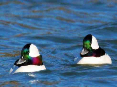 欣赏：美丽的秋沙鸭