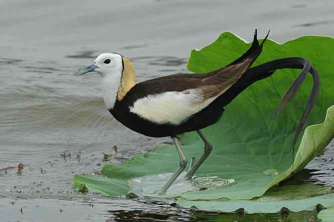 衡水湖印象(水稚)