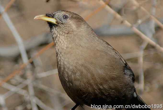 白河湾的山噪鹛