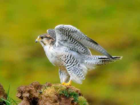 家禽驯化之源之六