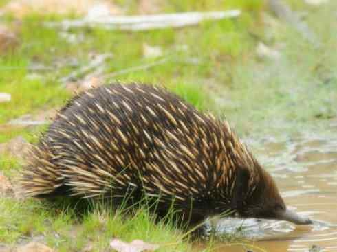 动物世界:山寨还是原创之三 动物世界:山寨还是原创之三