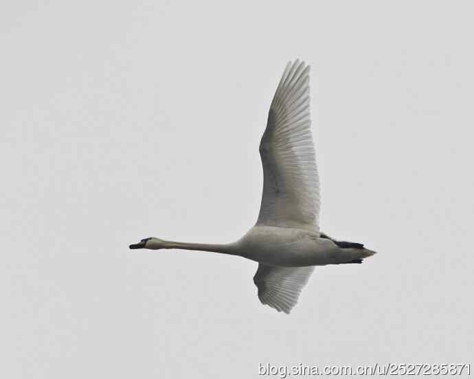 疣鼻天鹅飞临皇家园林