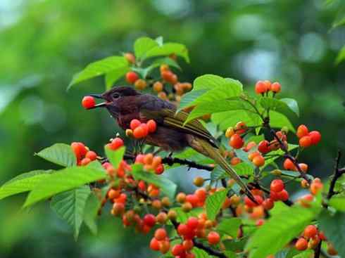 家禽驯化之源之三十（红耳鹎、领雀嘴鹎）