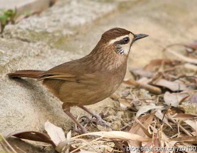 白颊噪鹛（组图）