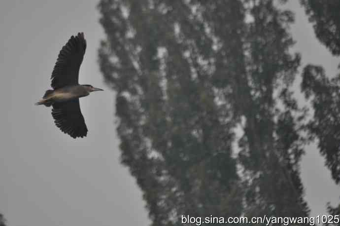 飞 wbr(雾拍水禽湖 wbr杂片) 飞 wbr(雾拍水禽湖 wbr杂片)