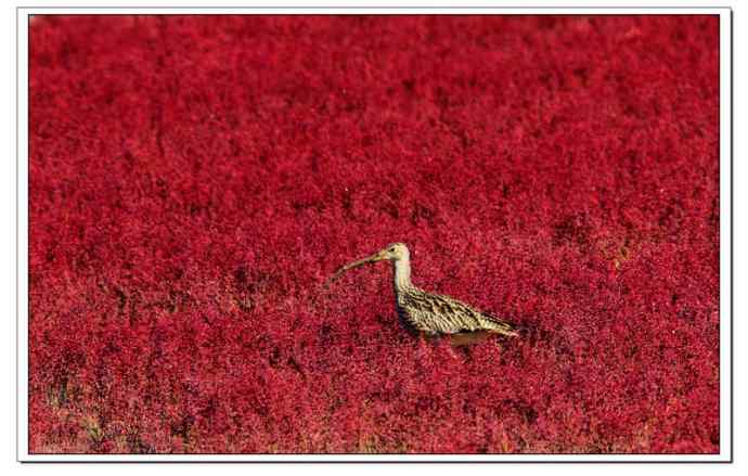 红海滩里的濒危杓鹬