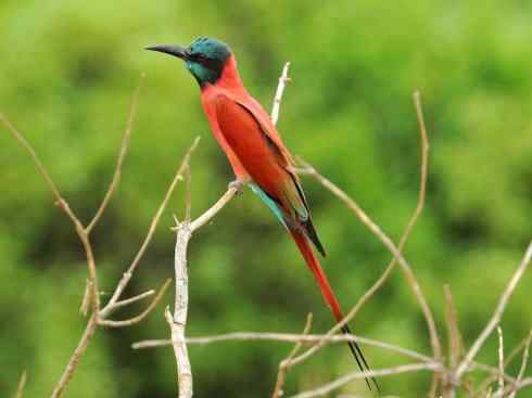 绝色攀禽：佛法僧目之蜂虎4