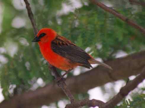 极品红色鸟类：红艳织雀