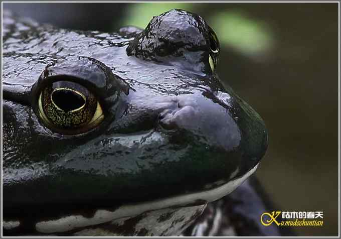 蛙中王者-牛蛙【照片】