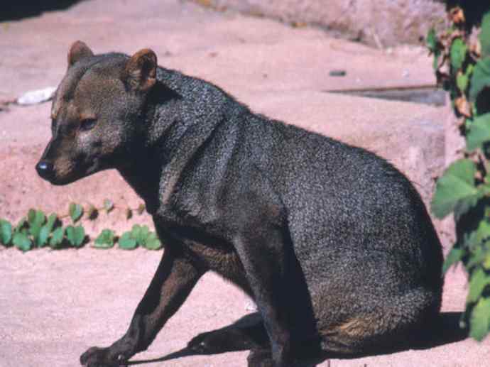 犬科：犬亚科小耳犬属的小耳犬