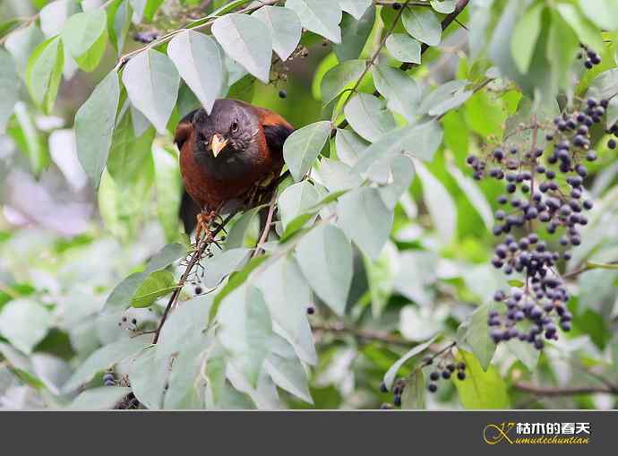 灰头鸫【实拍】