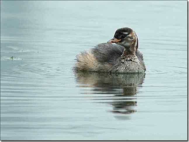 奥体公园观赏小鸊鷉