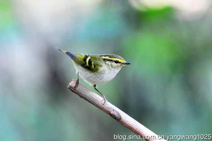 黄腰柳莺(8) 黄腰柳莺(8)