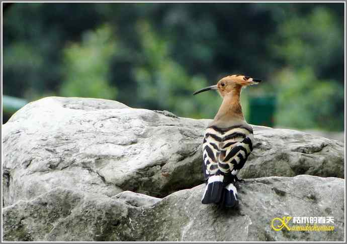 风情万种的鈥湸魇も澞瘛菊掌