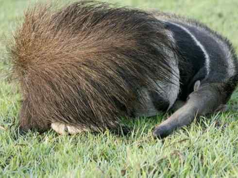 盘点十二大著名食蚁动物:食蚁兽 盘点十二大著名食蚁动物:食蚁兽