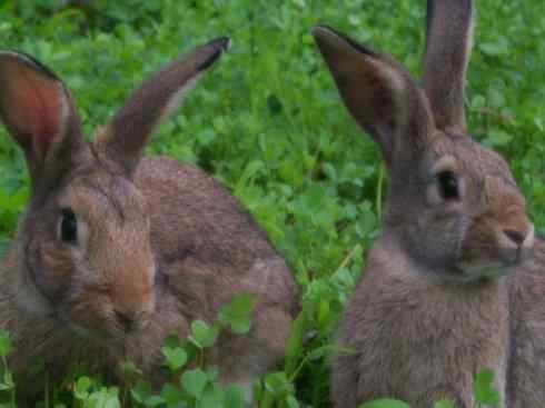动物世界:山寨还是原创之十 动物世界:山寨还是原创之十