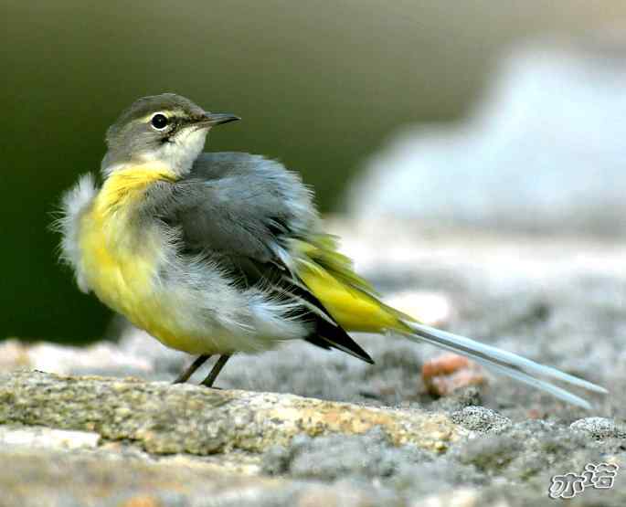 河北平山&nbsp;wbr路&nbsp;wbr灰鹡鸰