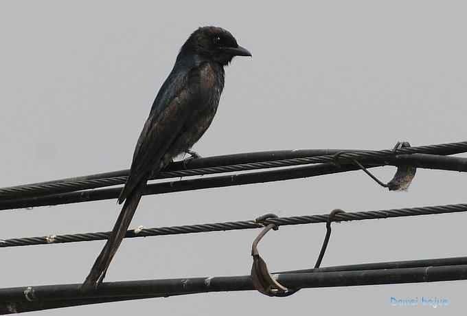 十渡的黑鹳和苍鹭