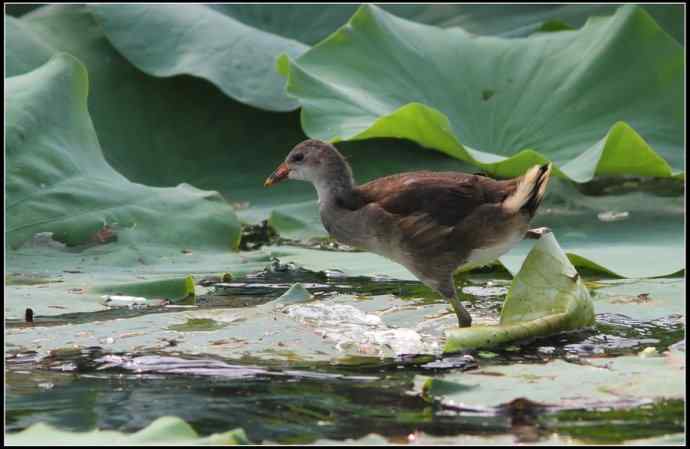 青年黄苇鳽和青年黑水鸡