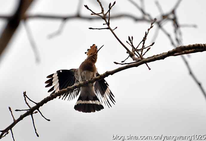 随走随拍（自在悠闲的戴胜）