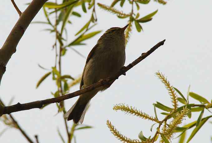 莲花池四月的花鸟